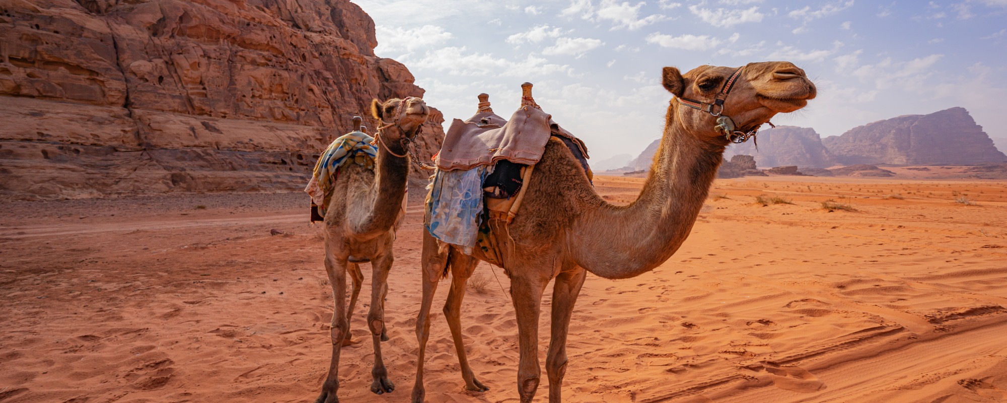 Kamel in Wüste