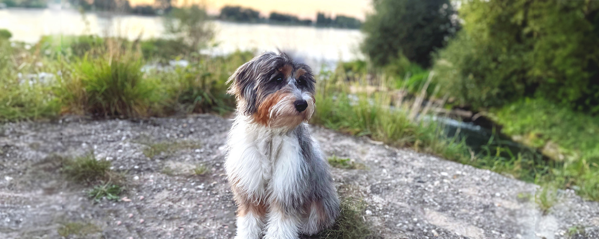 Hund mit Blick auf Rhein