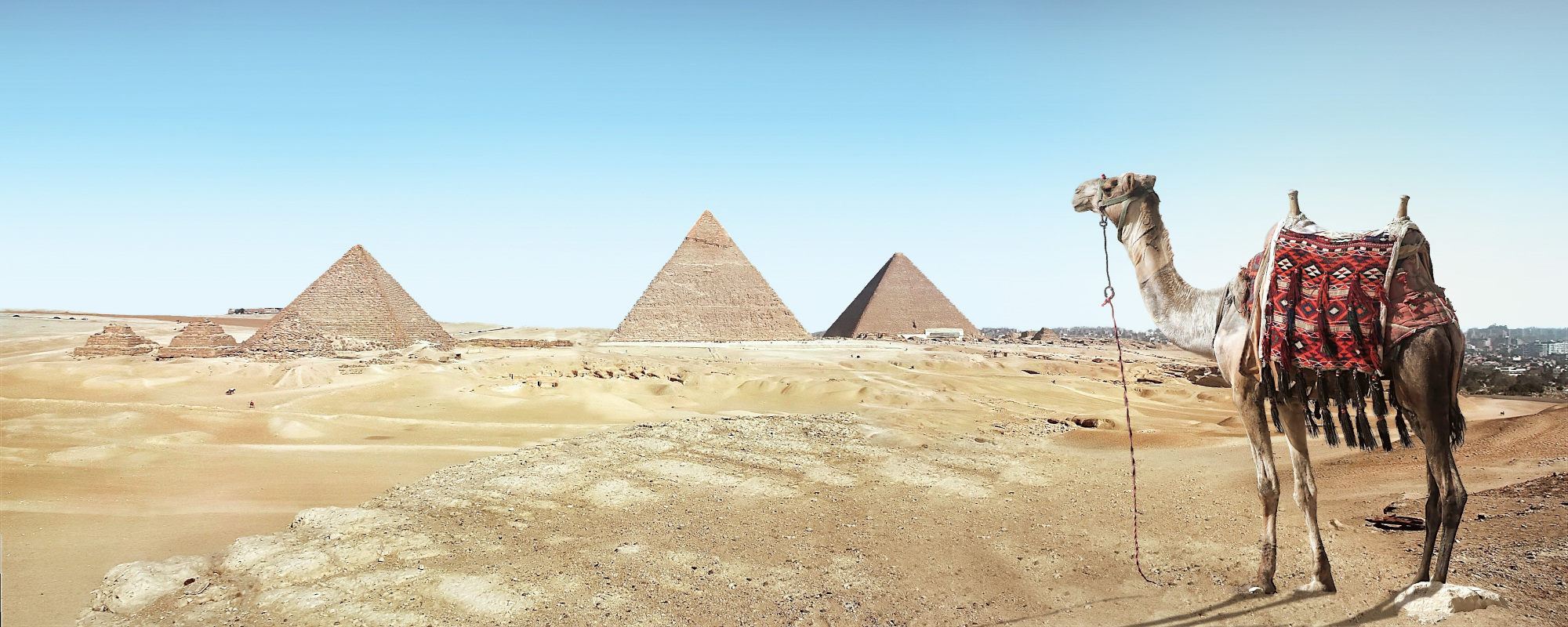 Pyramiden in Wüste mit Kamel im Vordergrund