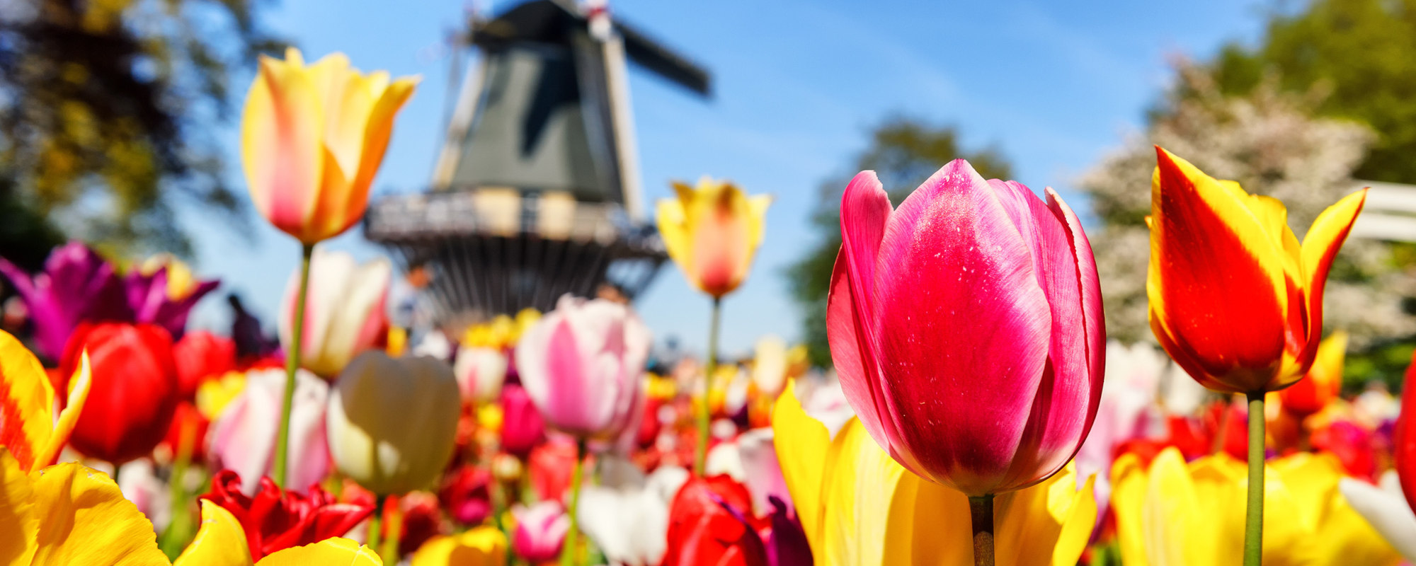 Niederlande - Windmühle im Hintergrund, bunte Tulpen im Vordergrund