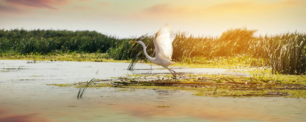 Donaudelta