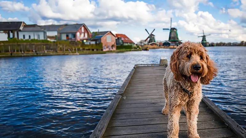 Flussreisen mit Hund