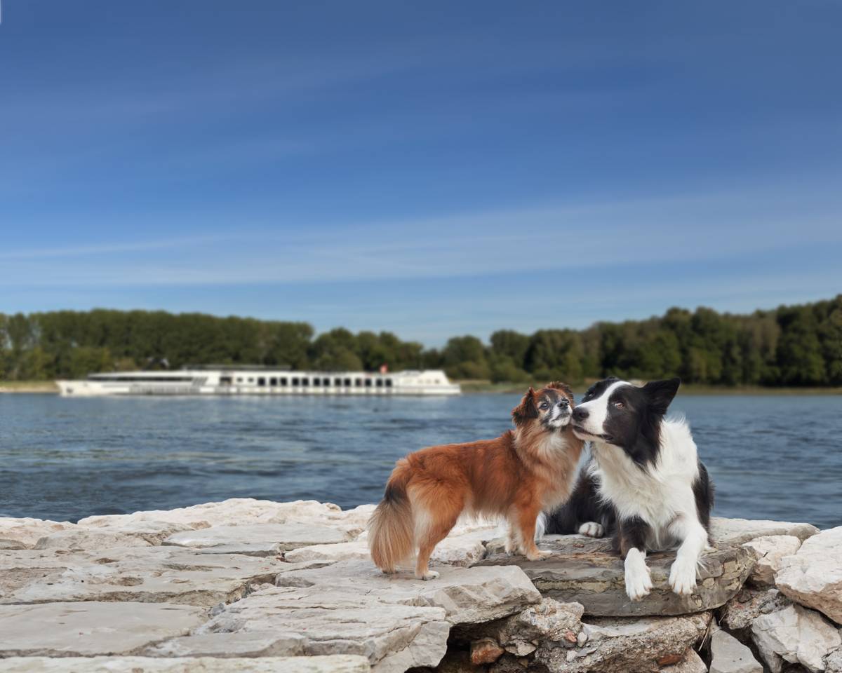 Flusskreuzfahrt mit Hund