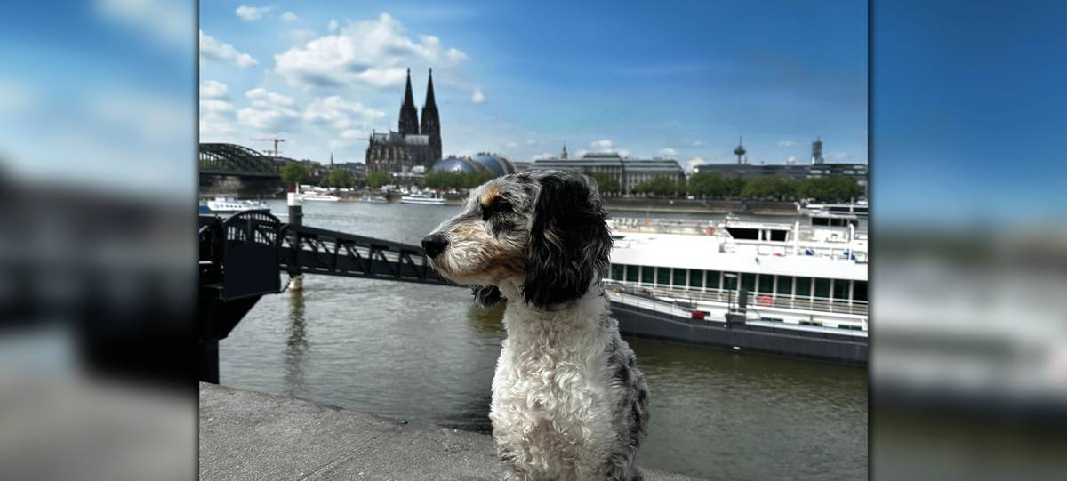 Flussreisen mit Hund 2026