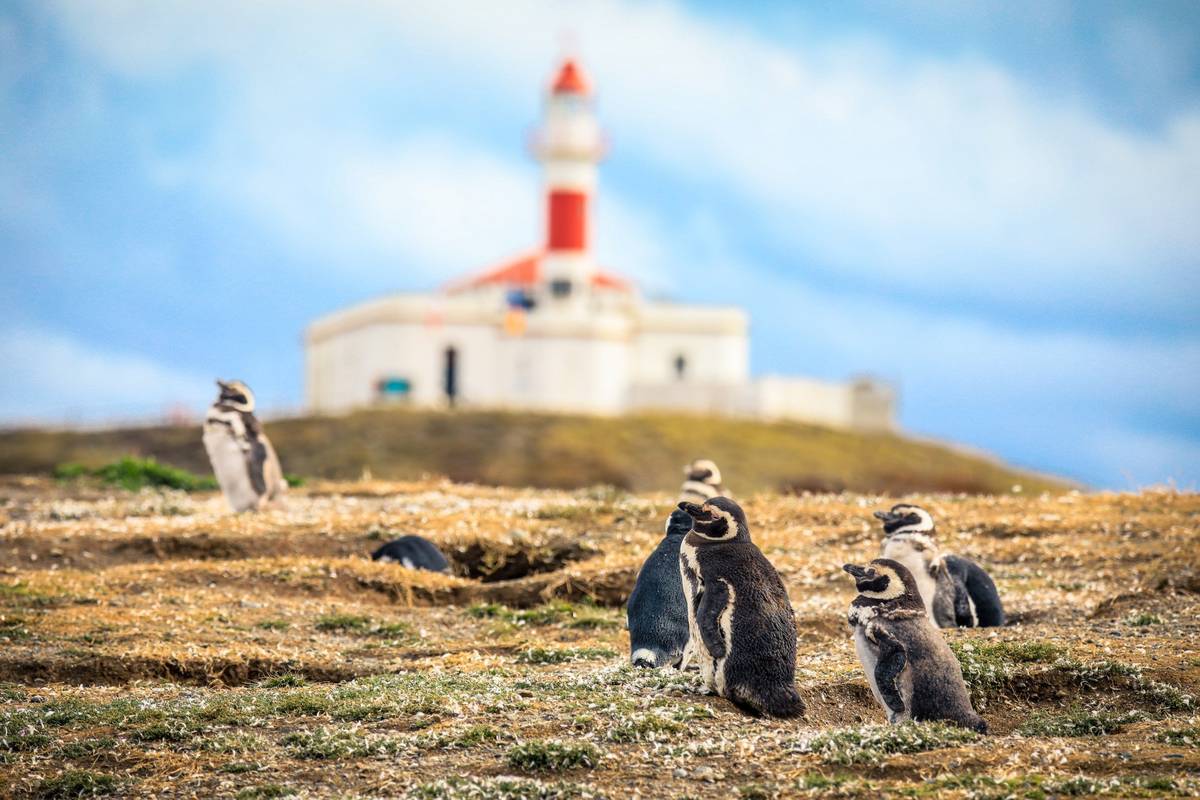 Pinguine an Küste vor einem Leuchtturm