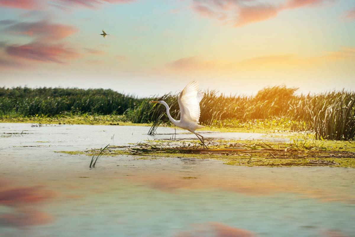 Graureiher im Anflug am Wasser bei Sonnenuntergang