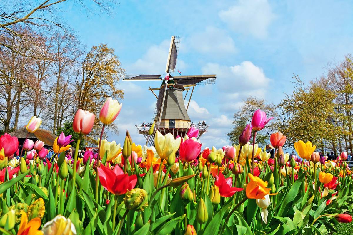 Nahaufnahme eines bunten Tulpenfeldes vor einer holländischen Windmühle