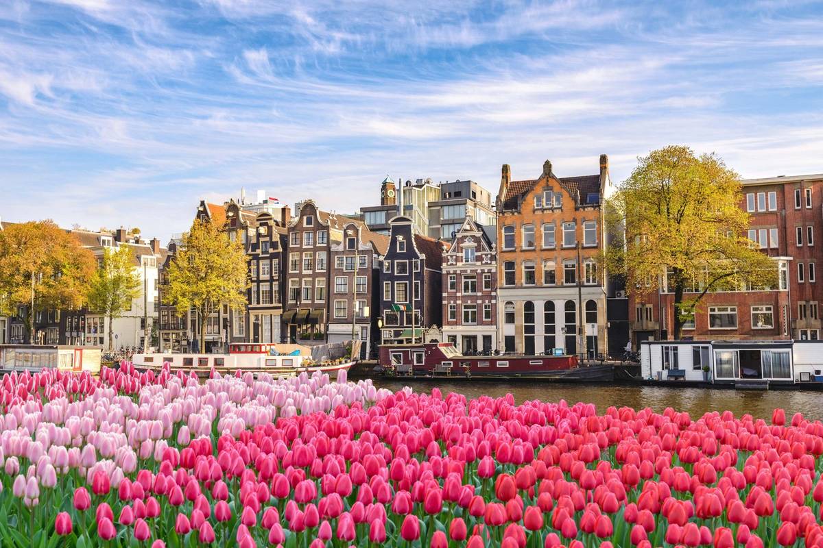 Skyline in Amsterdam mit pinkem und rosarotem Meer aus Tulpen