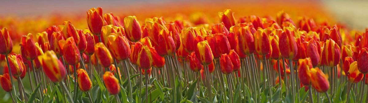 Gelb und orangefarbene Tulpen in Nahaufnahme