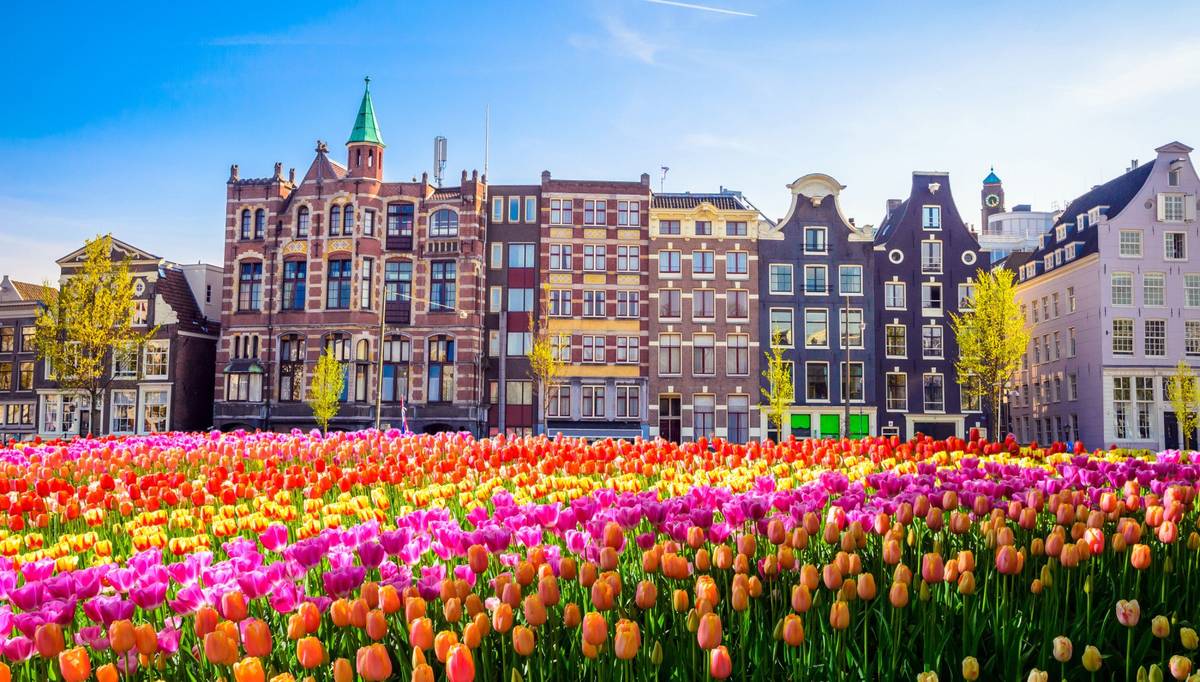 Historische verschiedenfarbige Gebäude vor bunten Tulpen