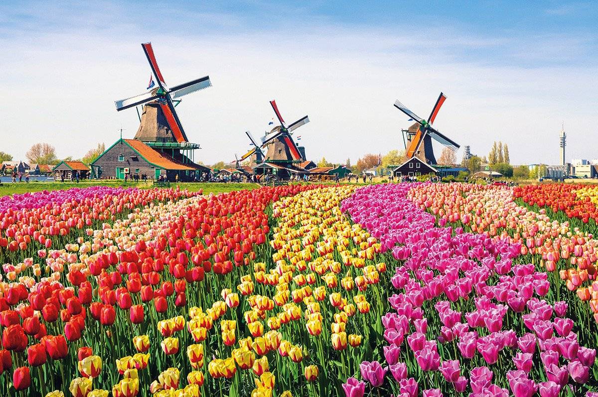 Drei Windmühlen hinter einem Feld mit bunten Tulpen in Holland
