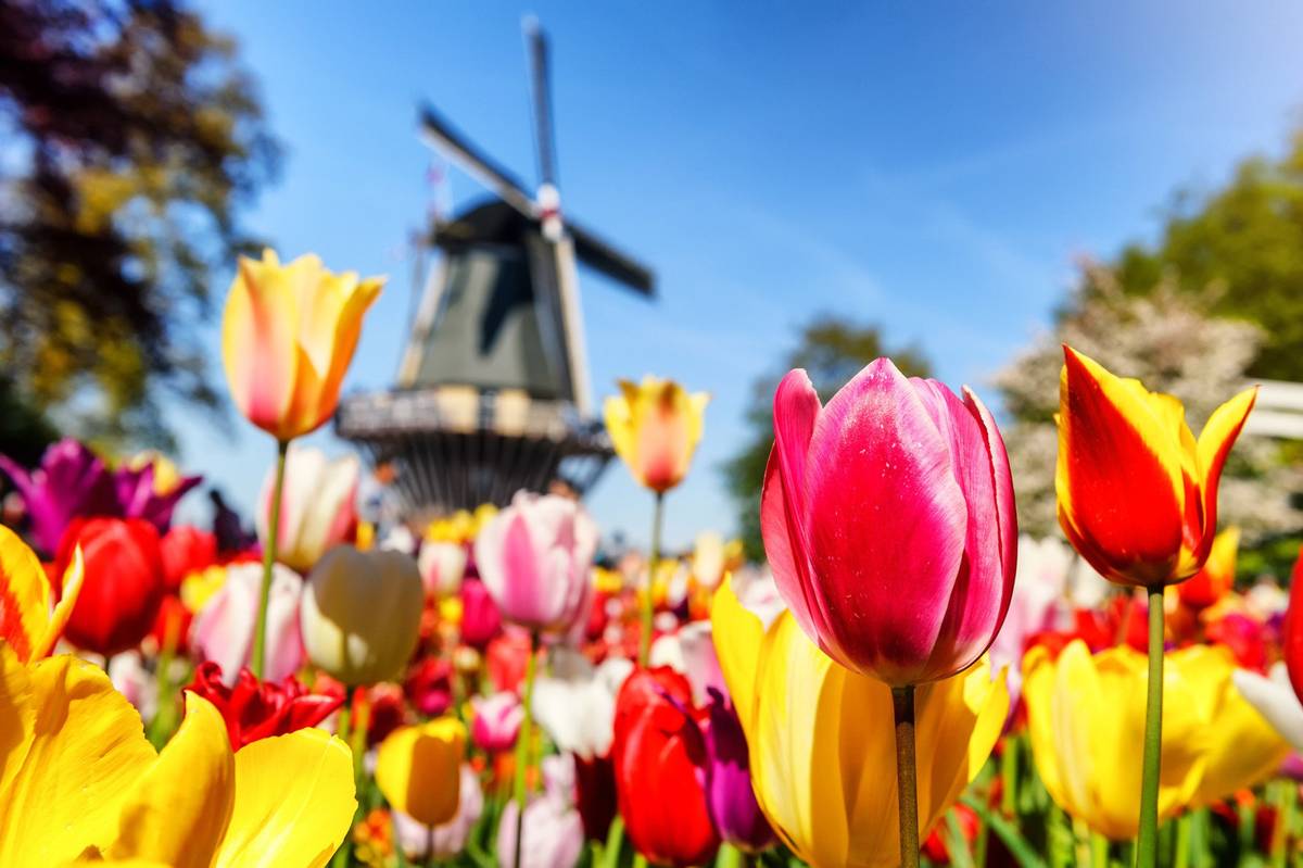 Nahaufnahme bunte Tulpen vor einer Windmühle bei Tag