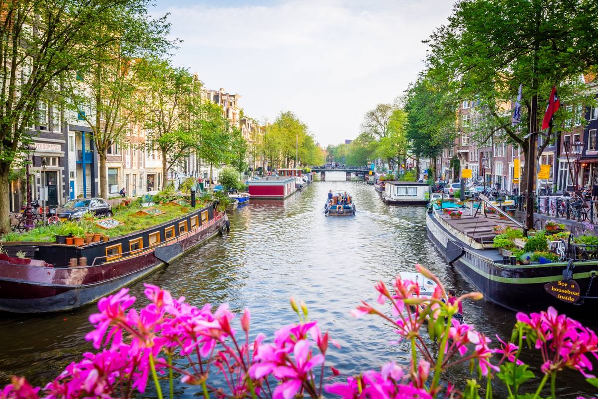 Blick auf Kanal in Amsterdam mit Bäumen links und rechts und pinken Tulpen im Vordergrund