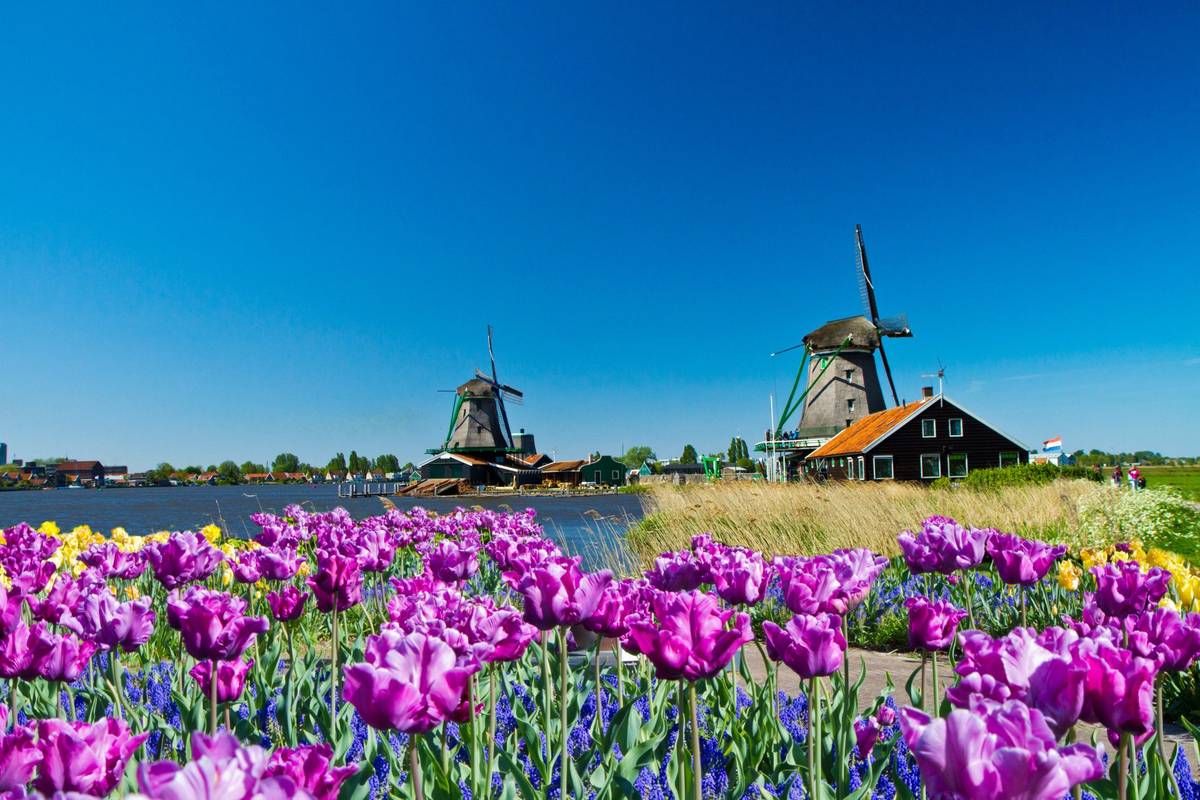 Windmühlen Panorama mit lila Tulpen im Vordergrund mit strahlend blauem Himmel