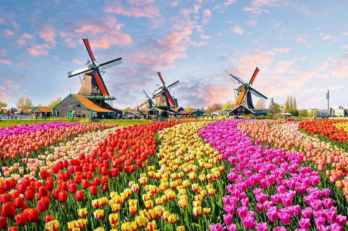 Drei Windmühlen in den Niederlanden vor mehrfarbigem Tulpenmeer