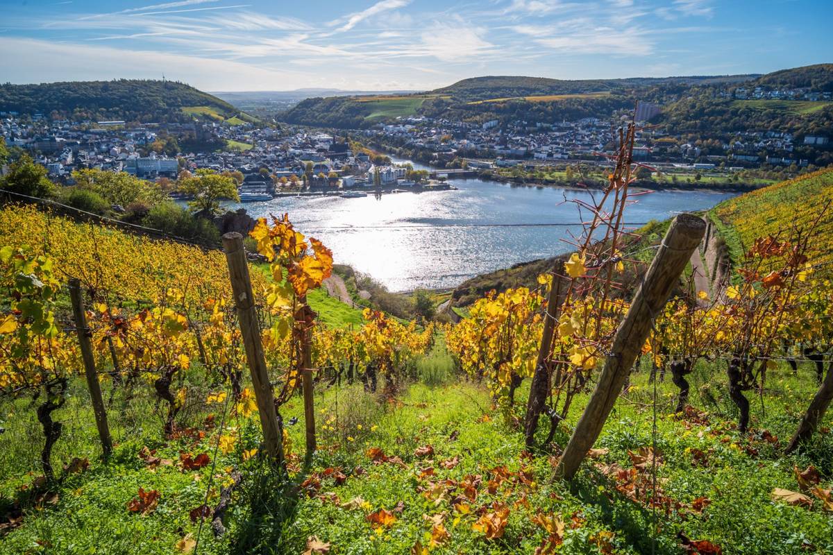 Blick auf Weinberge in der Nähe von Rüdesheim