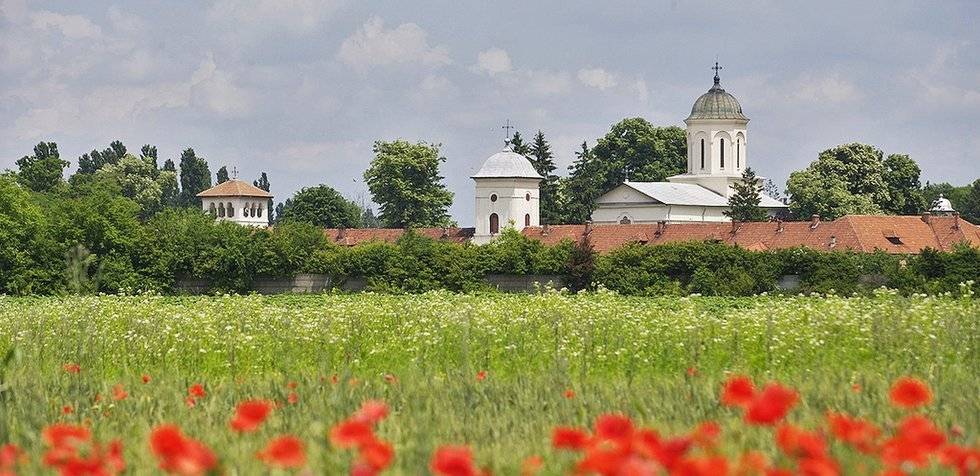 Blick auf grüne Wiese und roten Klatschmohn mit Gebäuden im Hintergrund