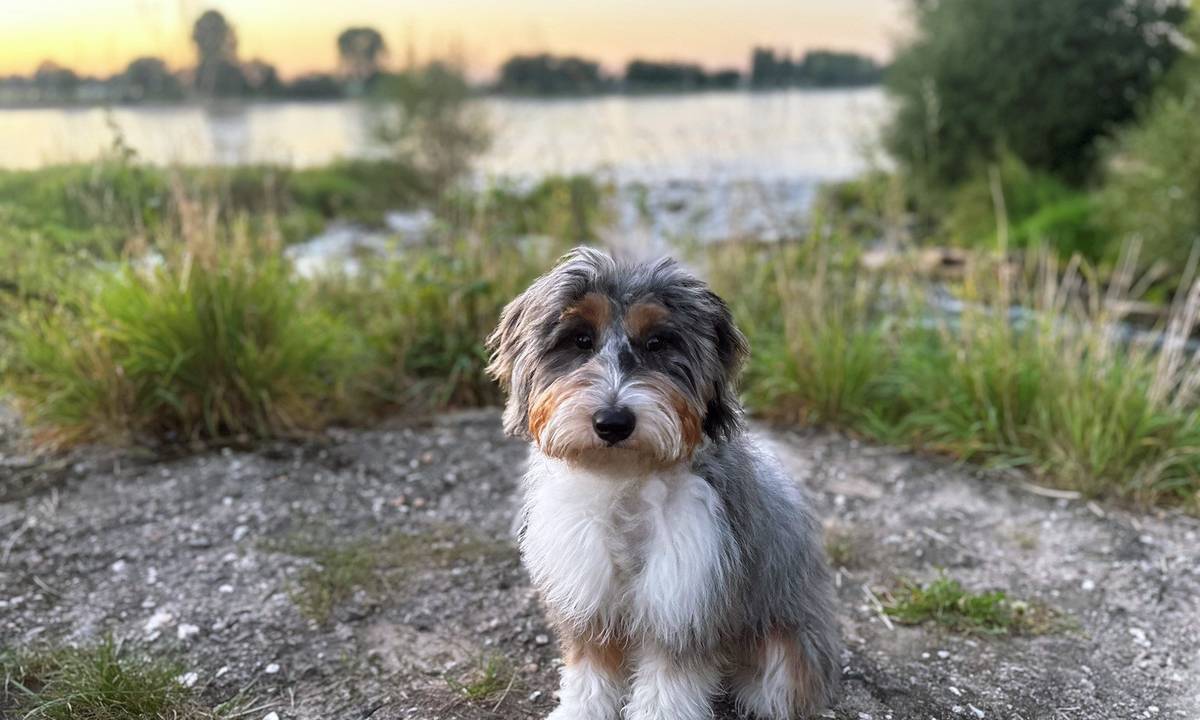 Sitzender Hund am Rheinufer