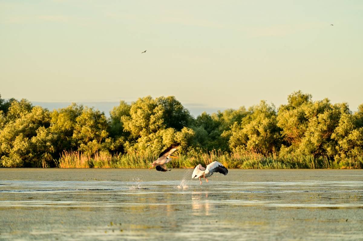 Weiße Pelikane auf Wasser im Donaudelta Rumänien, typisches Vogelleben im UNESCO-Biosphärenreservat