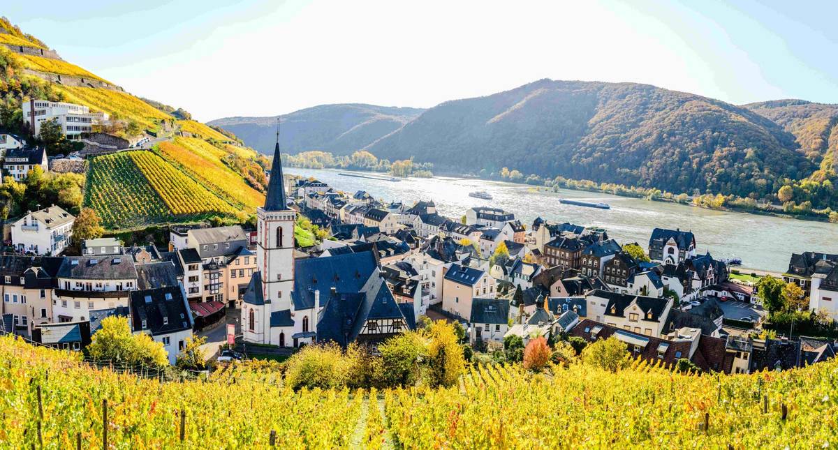 Rüdesheimer Stadtteil Assmannshausen am Rheintal im Goldenen Herbst mit goldgelb terrassierten Weinbergen und Stadt als Luftaufnahme