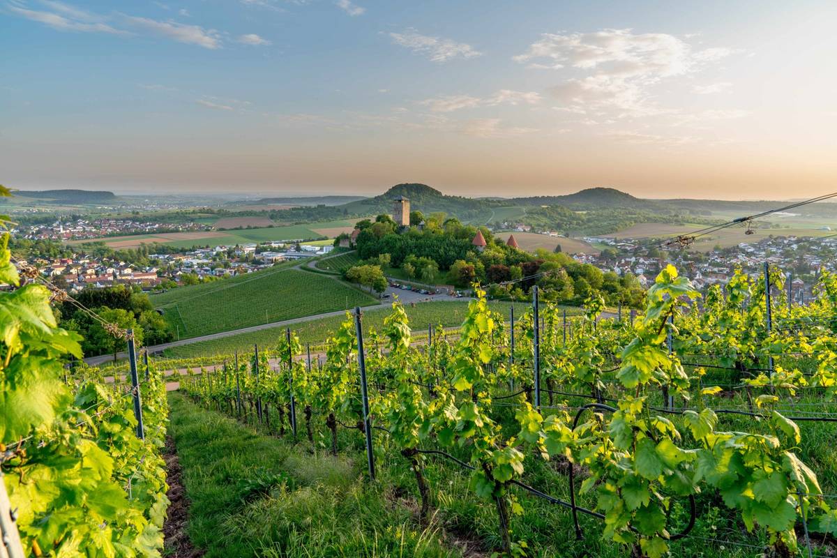Panoramablick auf Weinberge in Beilstein an der Mosel in sattgrünem leuchtendem Ton