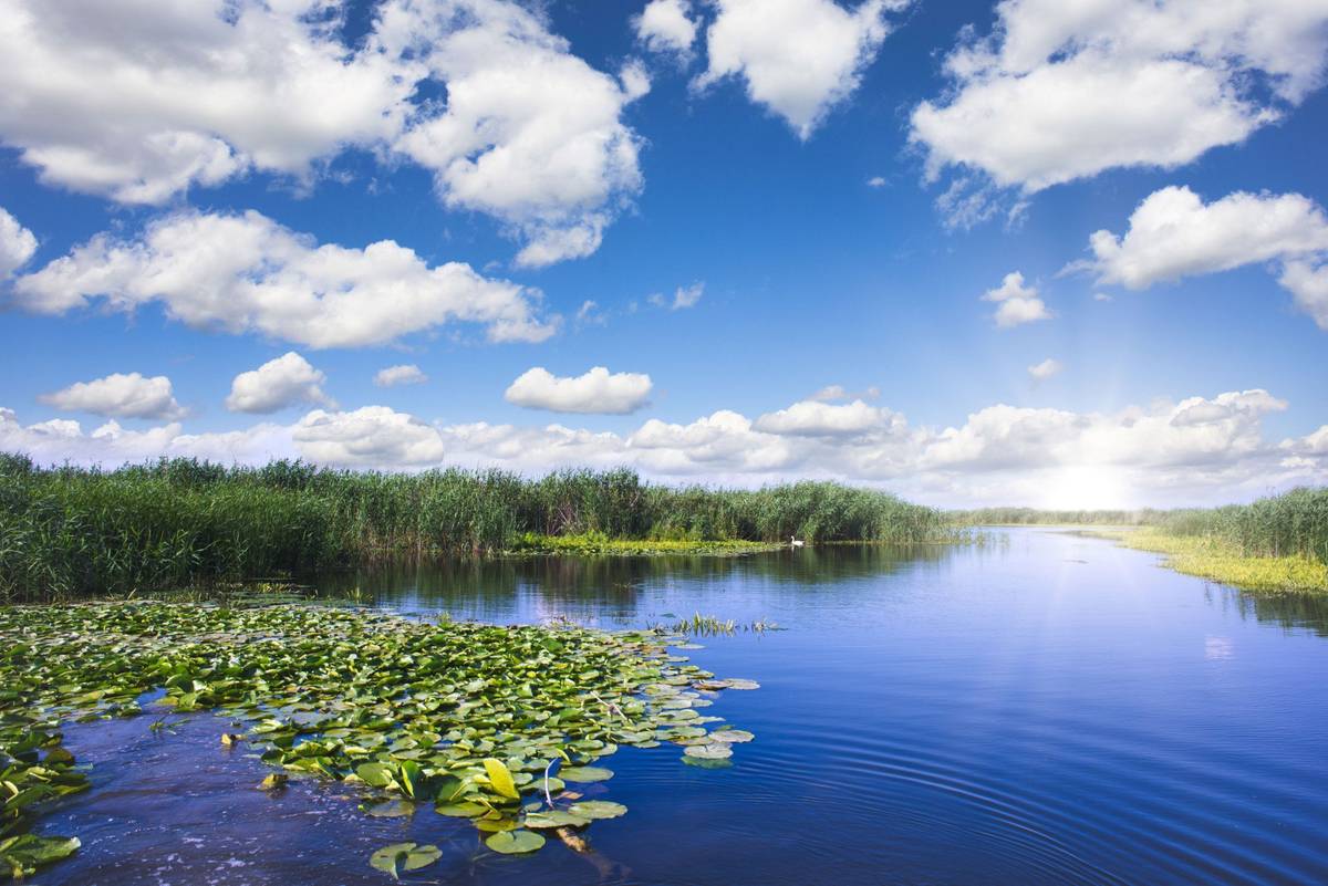 Donaudelta Panorama mit Wasserwegen, Schilfgürteln und blühenden Seerosen unter blauem Himmel