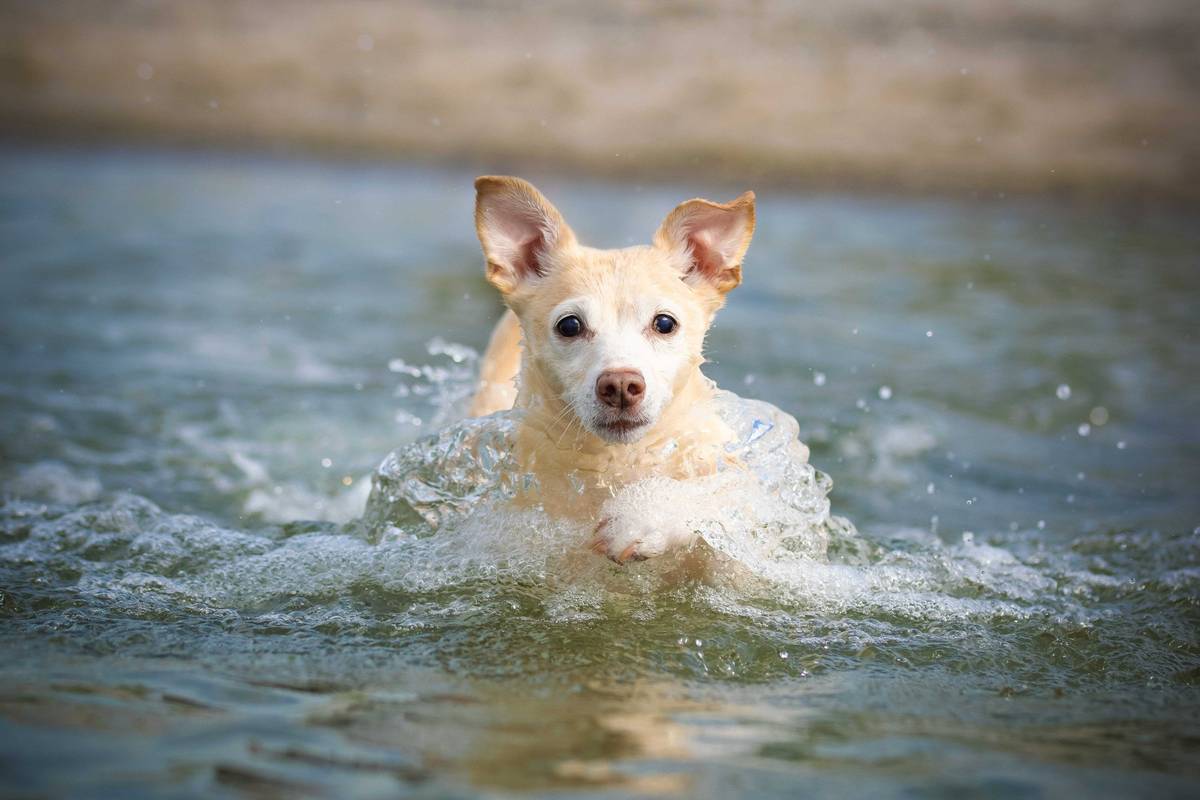 Schwimmender kleiner weißer Hund im Wasser