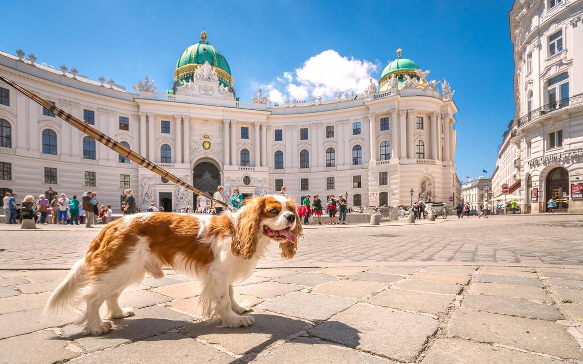 Spaziergang mit Hund an der Hofburg in Wien