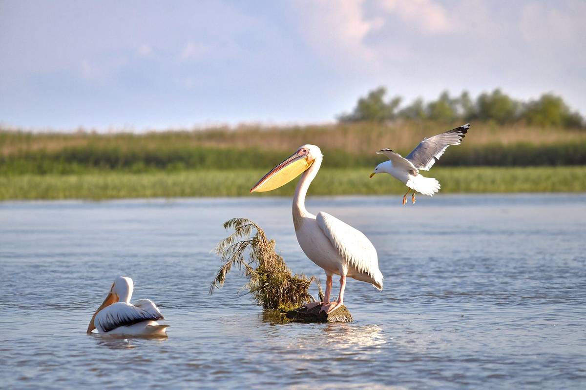Zwei Pelikane und eine Möwe im UNESCO Naturschutz-Vogelnistgebiet Donau-Delta im Wasser der Donaumündung