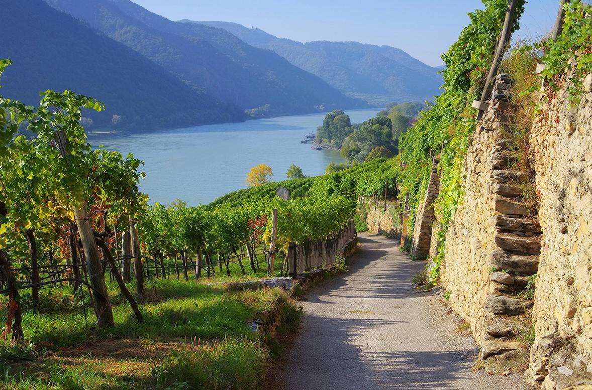 Malerische Weinbärge mit Aussicht auf die verträumte Landschaft der Wachau an der Donau