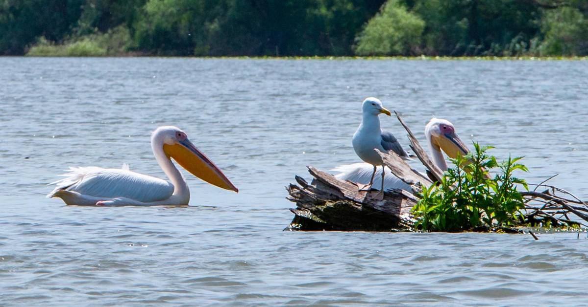 Pelikane und Schwalbe im UNESCO Naturschutzgebiet Donaudelta
