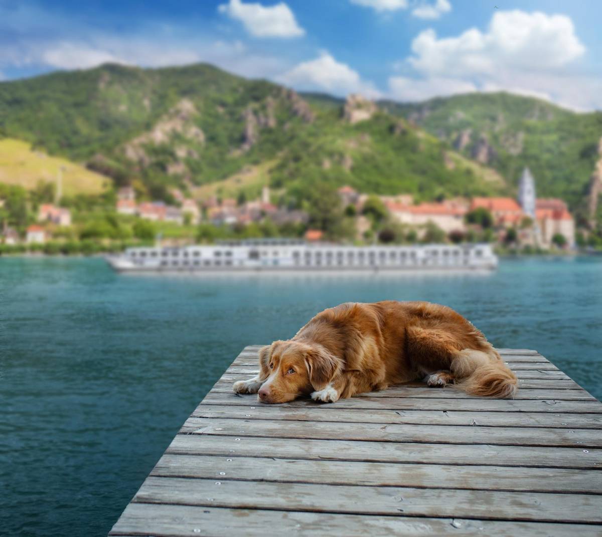 Australian Shepherd am Anleger und MS Classica bei Flusskreuzfahrt im Hund im Hintergrund