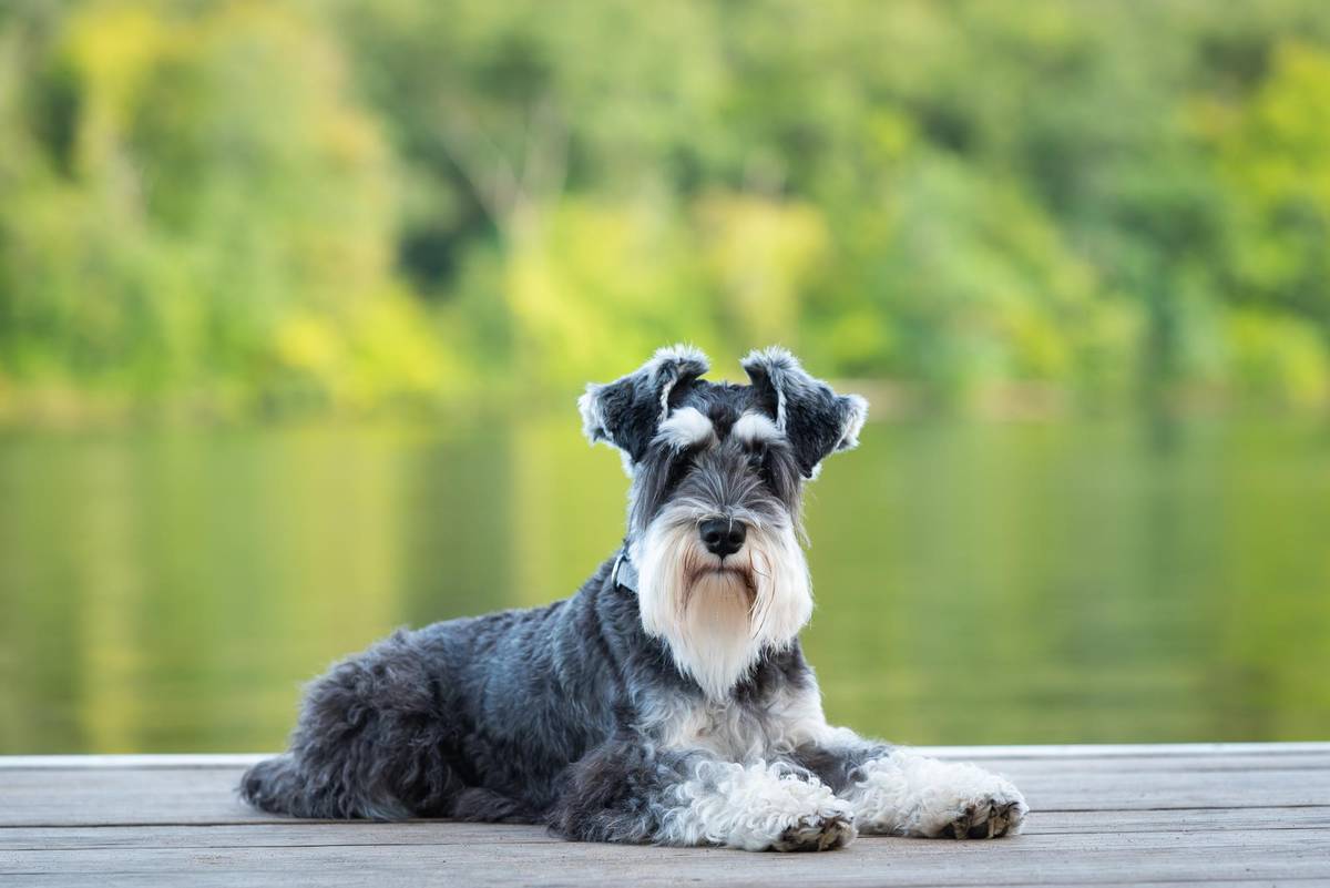 Ein Mini-Schnauzer liegt an einem sonnigem Tag am Steg am Fluss.