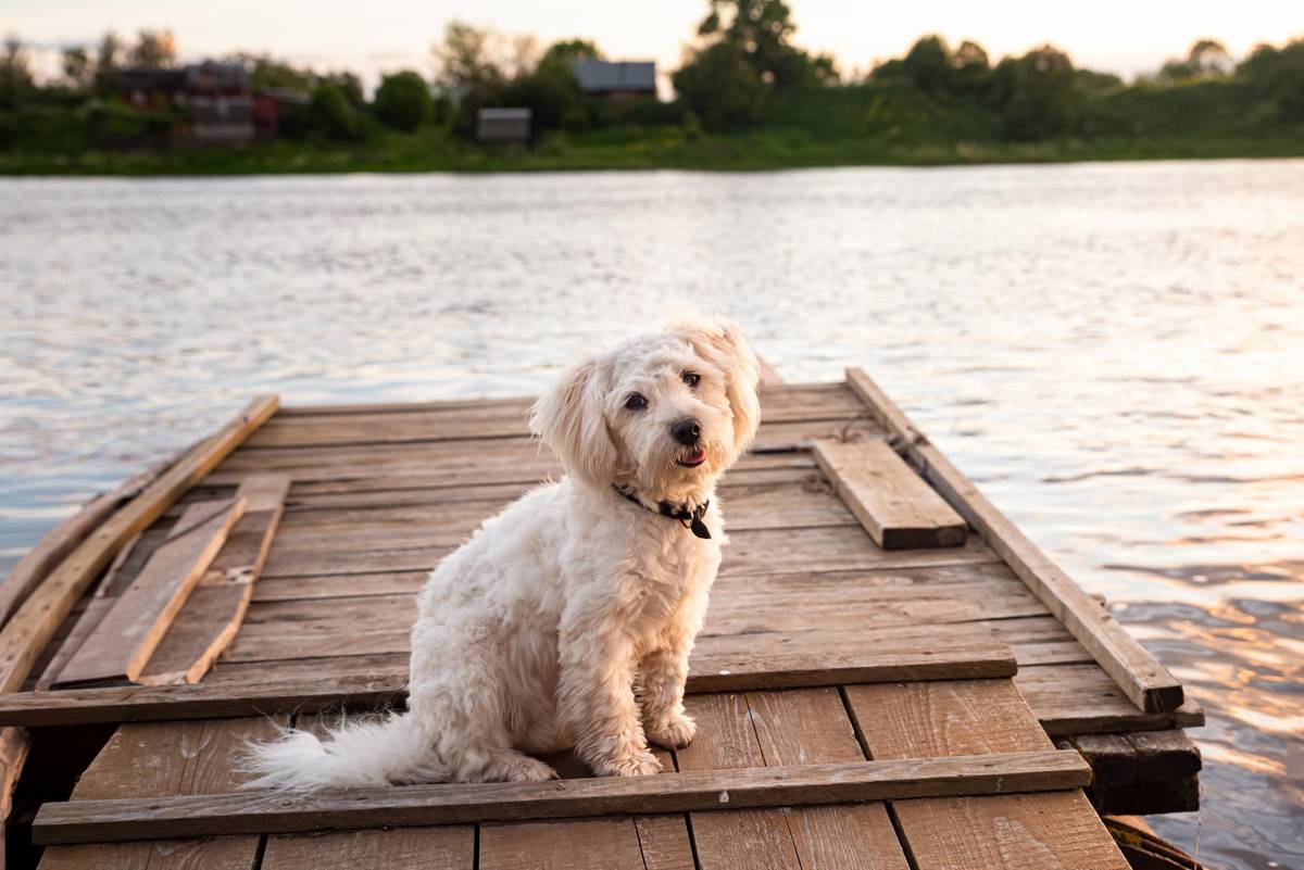 Ein kleiner Hund auf einem Steg am Fluss