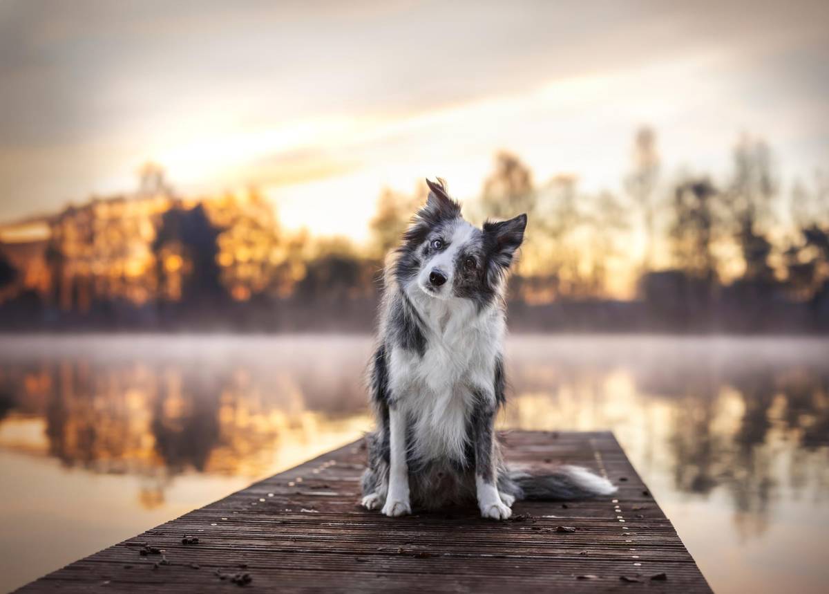 Blick auf einen Steg mit einem Hund bei Sonnenuntergang