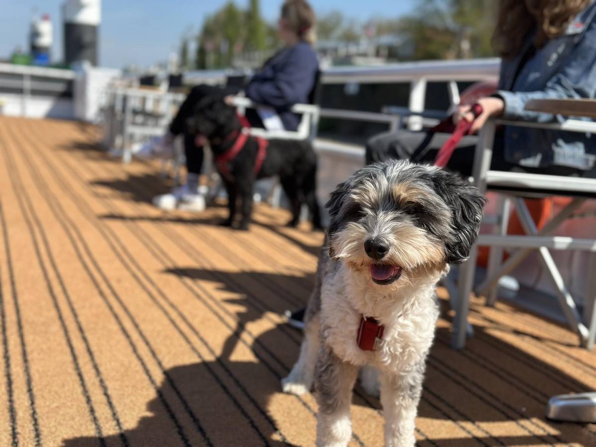 2 Hunde sind bei Ihren Frauchen auf dem Sonnendeck von MS Classica