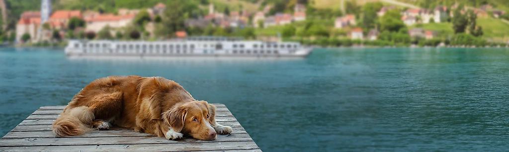 Flusskreuzfahrt mit Hund
