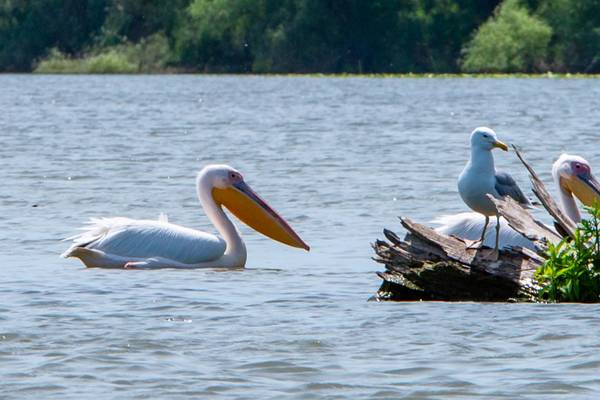 Große Donauvielfalt 2027 – Flusskreuzfahrt Donau