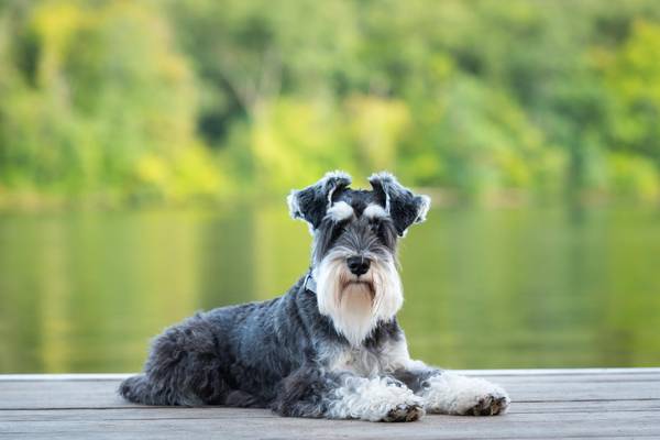 Rhein & Main für Fellnasen 2027 – Flusskreuzfahrt Hund