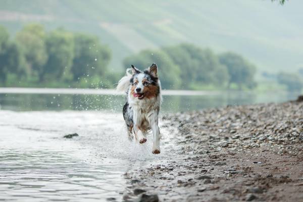 Moselträume für Mensch & Hund 2027 – Flusskreuzfahrt Mosel