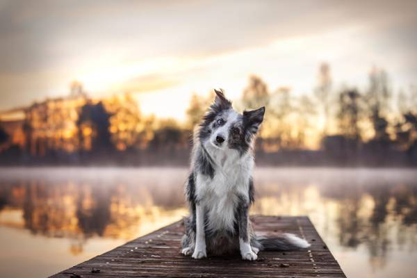 Hollands Wasserwege mit Hund 2027 – Flusskreuzfahrt Rhein