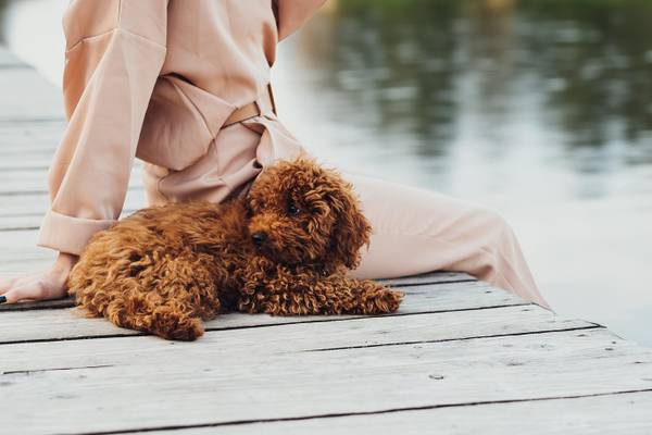 Rheinzauber auf 4 Pfoten 2027 – Flusskreuzfahrt mit Hund