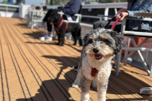Pfotenparadies am Rhein 2027 – Flusskreuzfahrt Hund