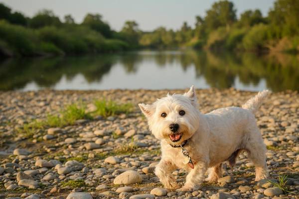 Hollandzauber auf 4 Pfoten 2027 – Flusskreuzfahrt mit Hund